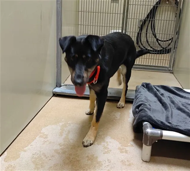 Adoptable Dog