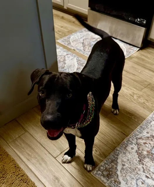 Gus