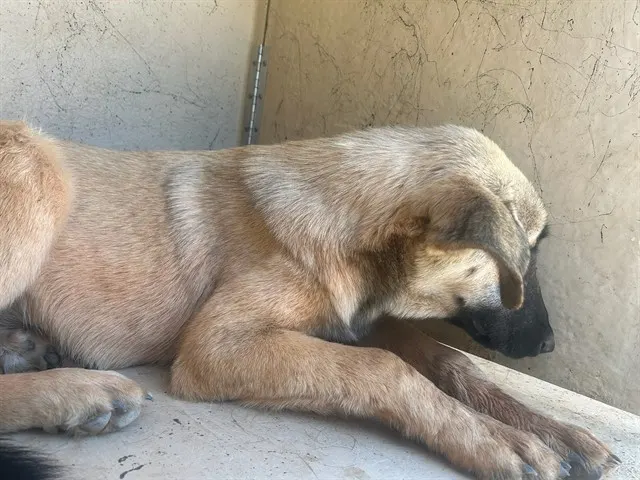 Adoptable Dog