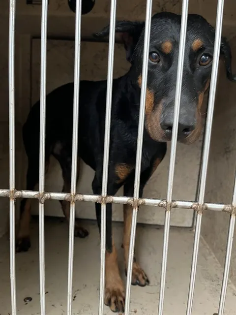 Adoptable Dog