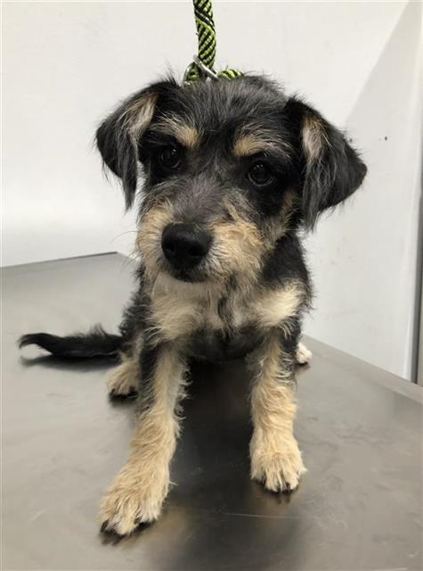 Adoptable Dog