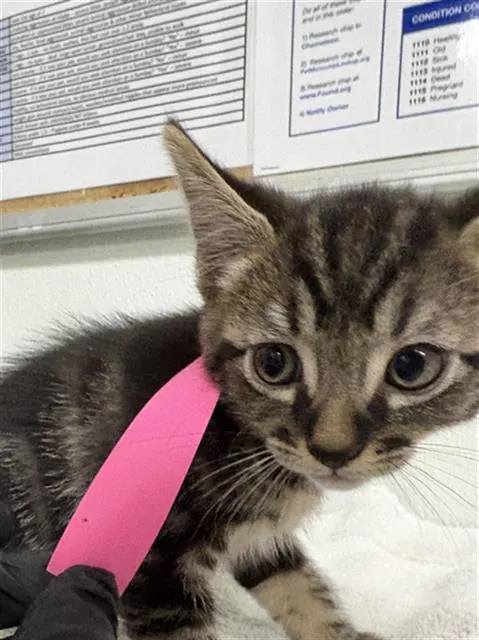 Adoptable Cat