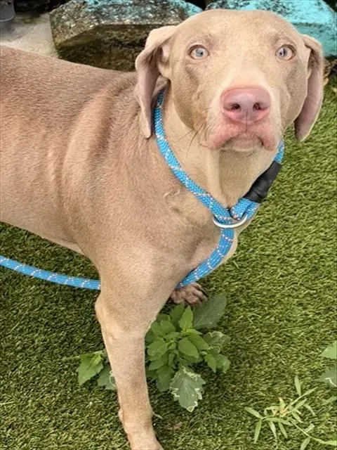 Shelter Staff Named Me *Vitani