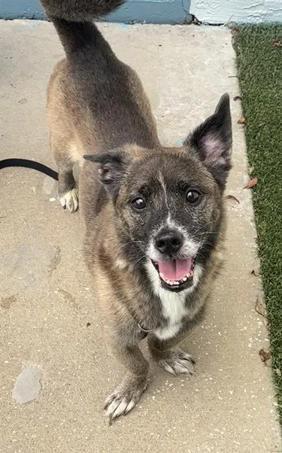 Shelter Staff Named Me *Kion