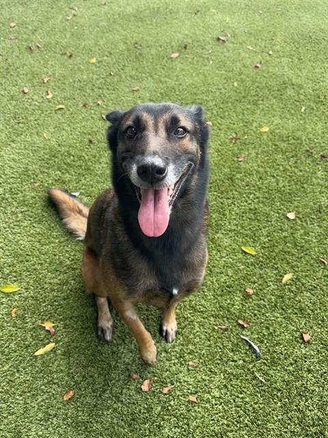 Shelter Staff Named Me *Nutmeg