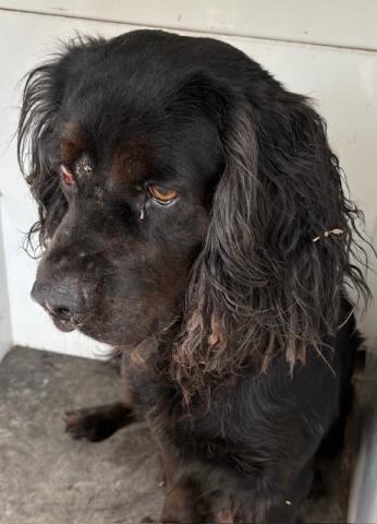 Adoptable Dog