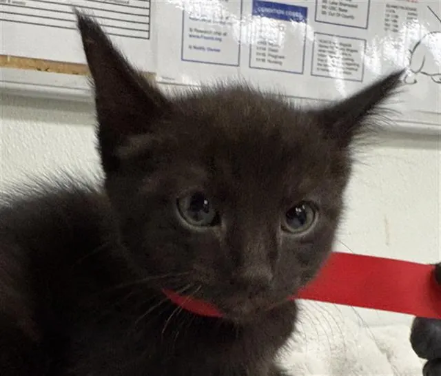 Adoptable Cat