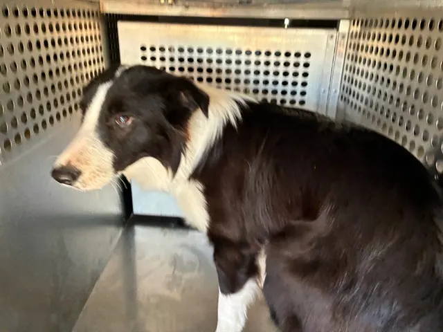 Bacon