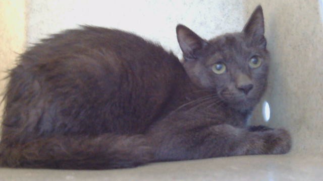 Adoptable Cat