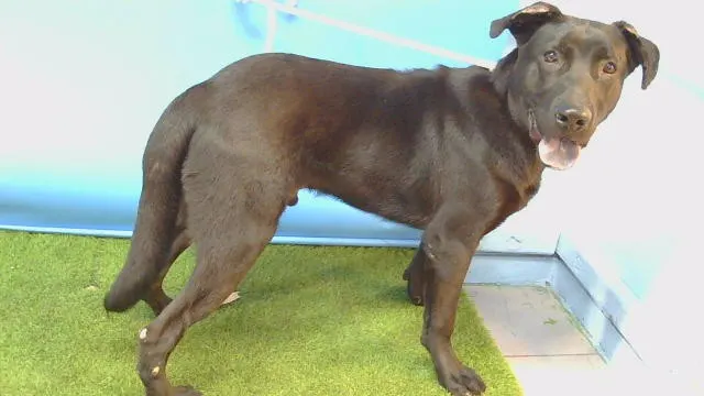 Adoptable Dog