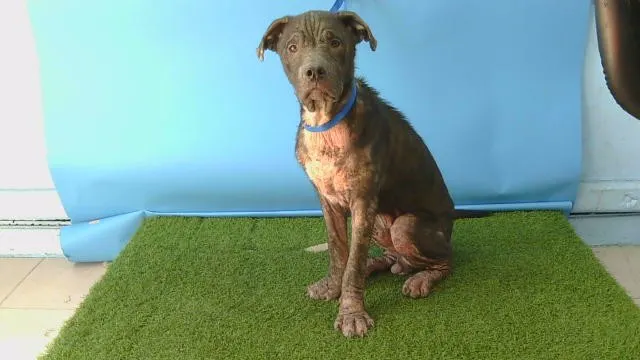 Adoptable Dog