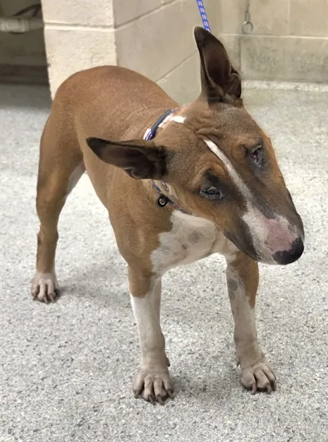 Adoptable Dog
