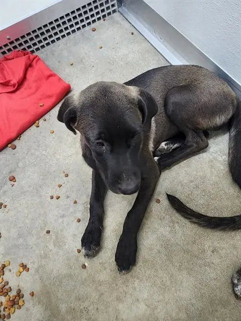 Adoptable Dog