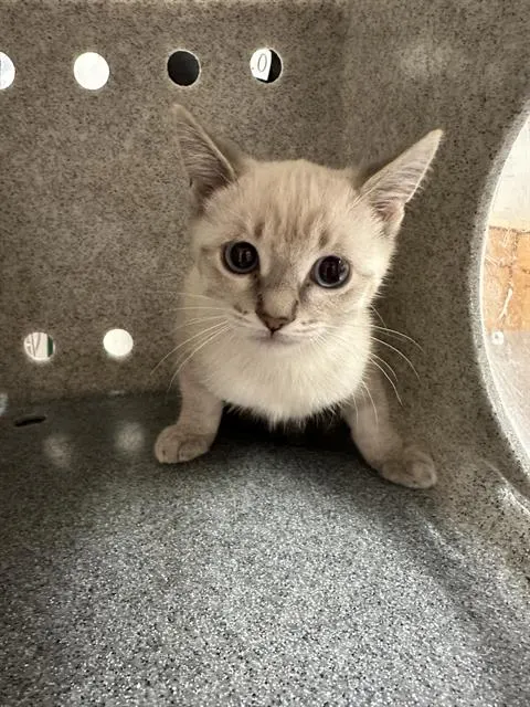 Tuna