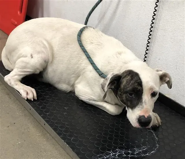 Adoptable Dog