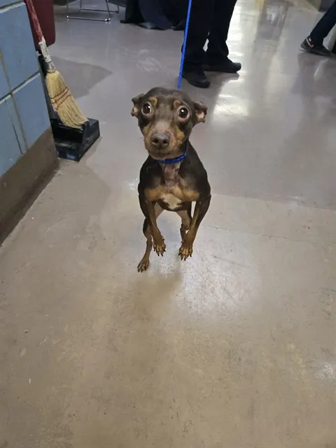 Adoptable Dog