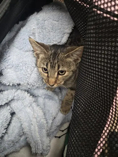 Adoptable Cat
