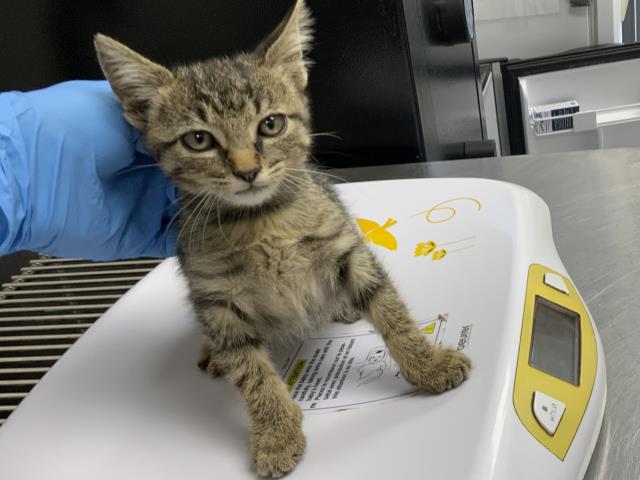 Adoptable Cat
