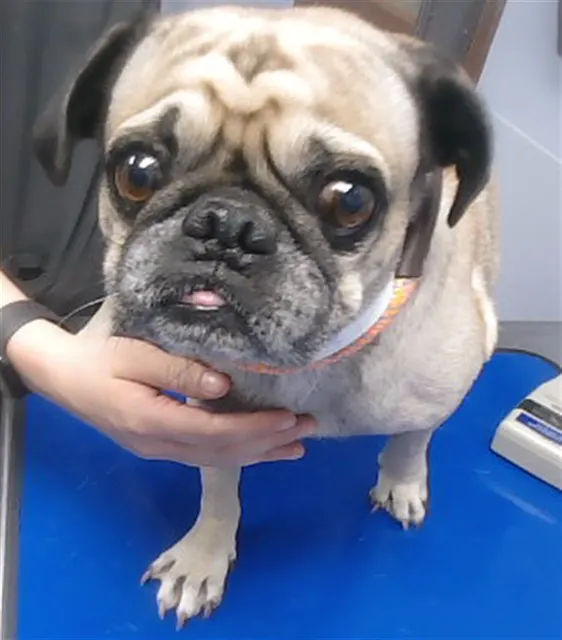Sir Puggy