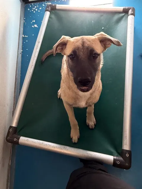 Adoptable Dog