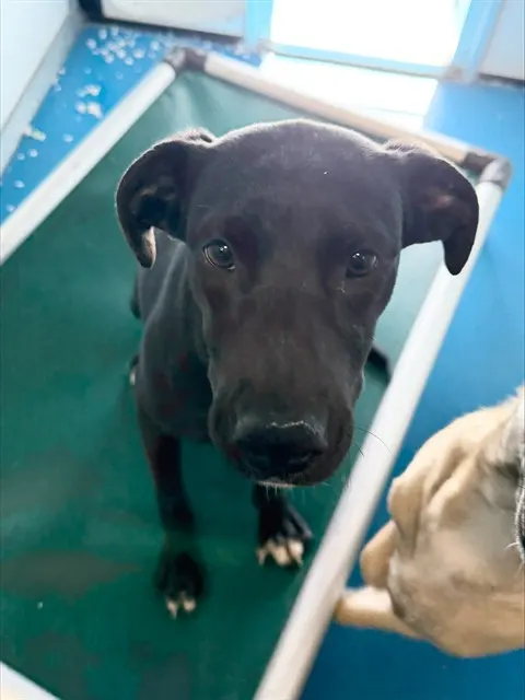 Adoptable Dog