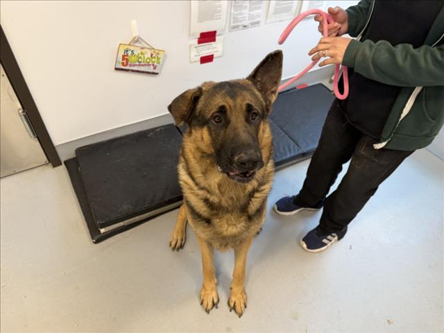 Adoptable Dog