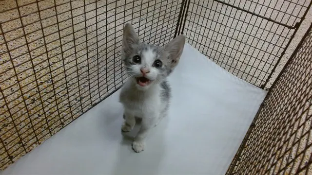Baby