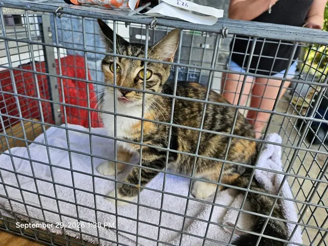 Adoptable Cat