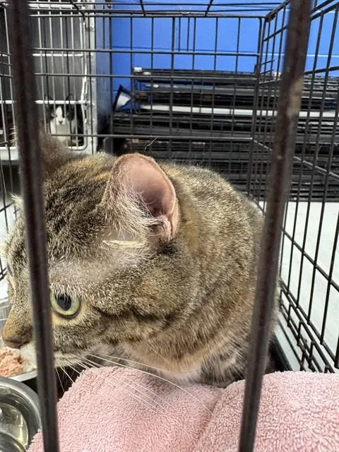 Adoptable Cat
