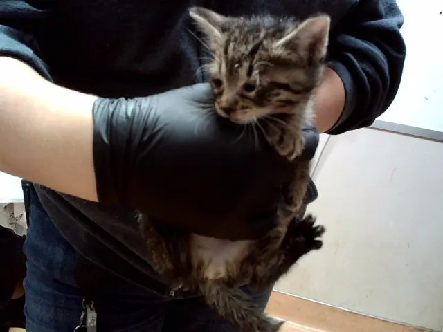Adoptable Cat