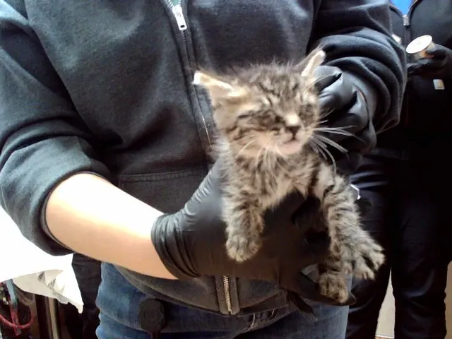 Adoptable Cat