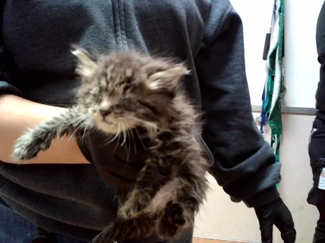 Adoptable Cat