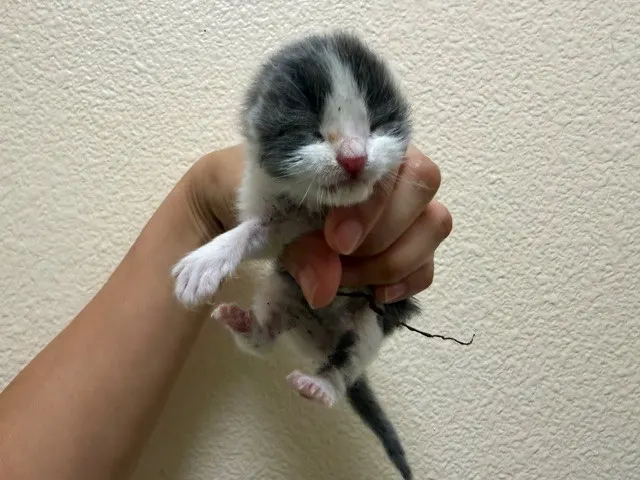 Suga