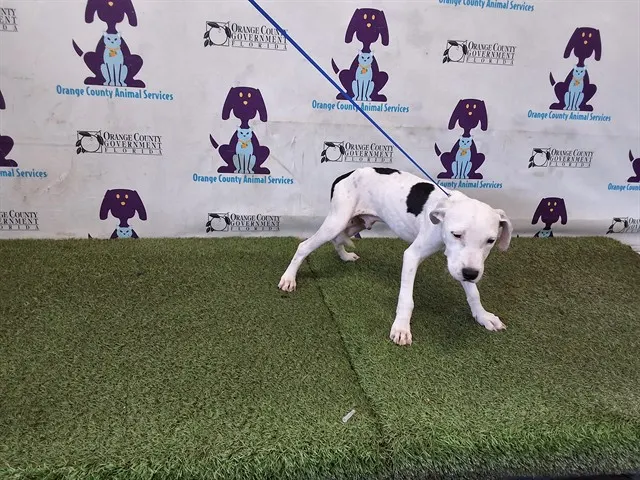 Adoptable Dog
