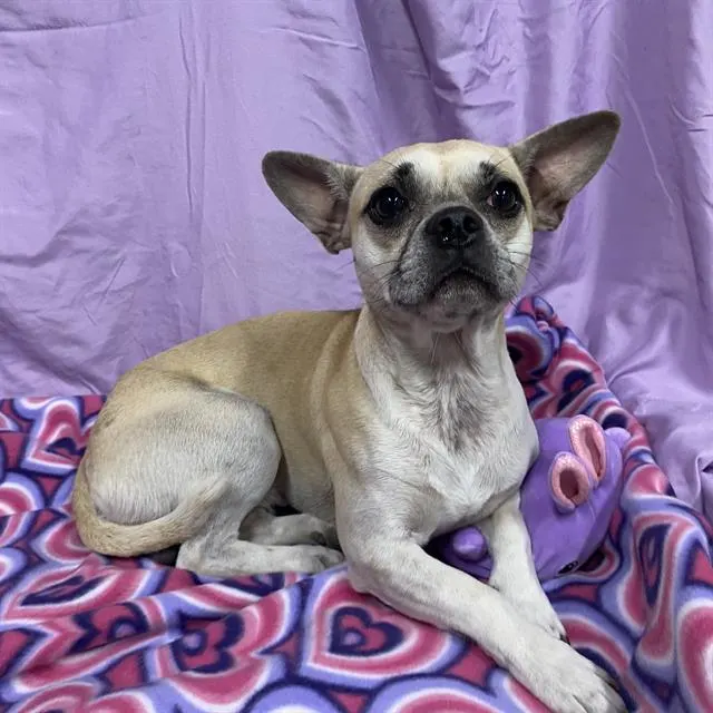 Adoptable Dog