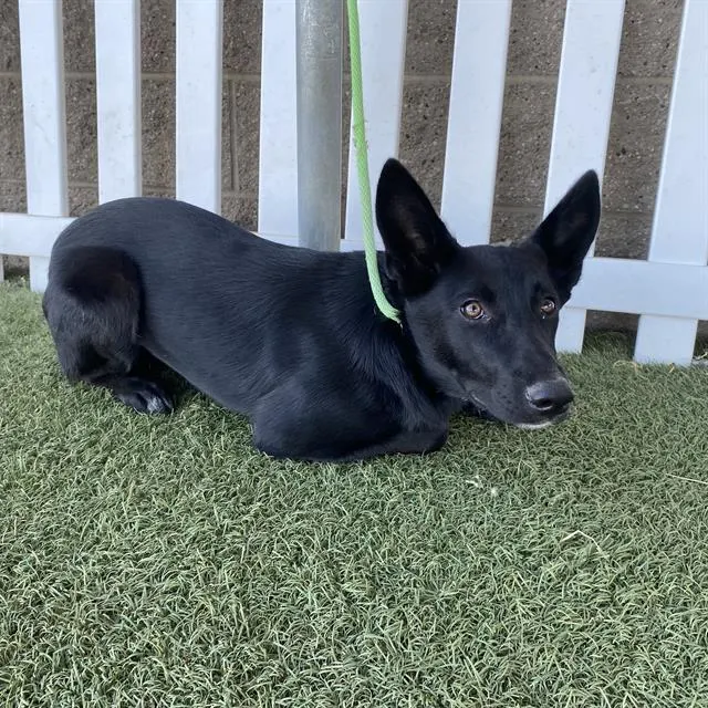 Adoptable Dog