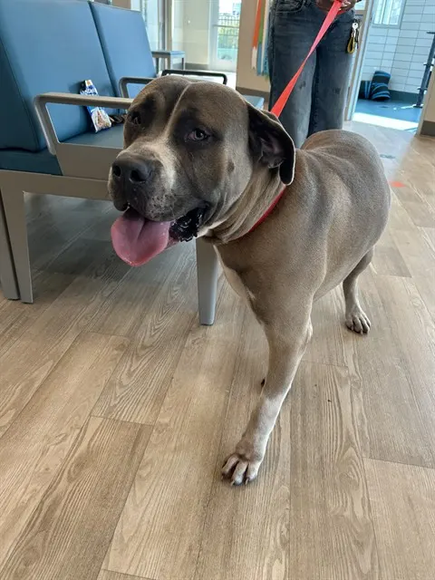 Count Barkula