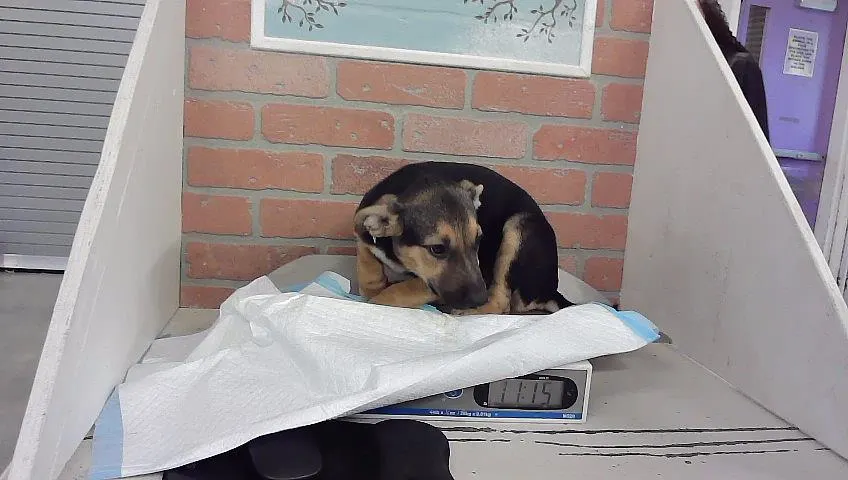 Adoptable Dog