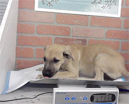 Adoptable Dog