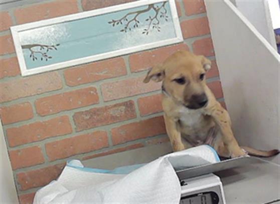 Adoptable Dog