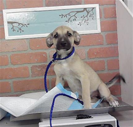 Adoptable Dog
