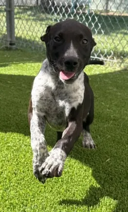 Sirius
