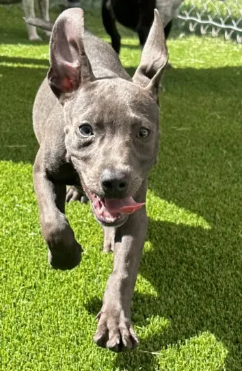 Vega
