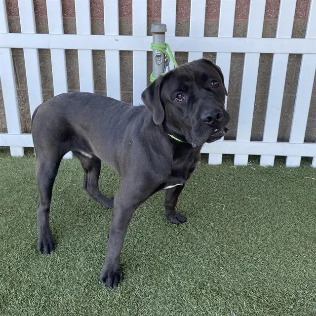 Adoptable Dog