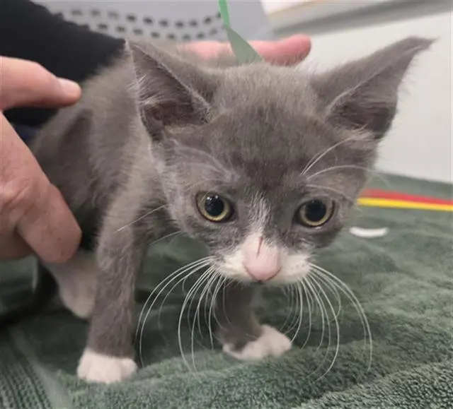 Adoptable Cat