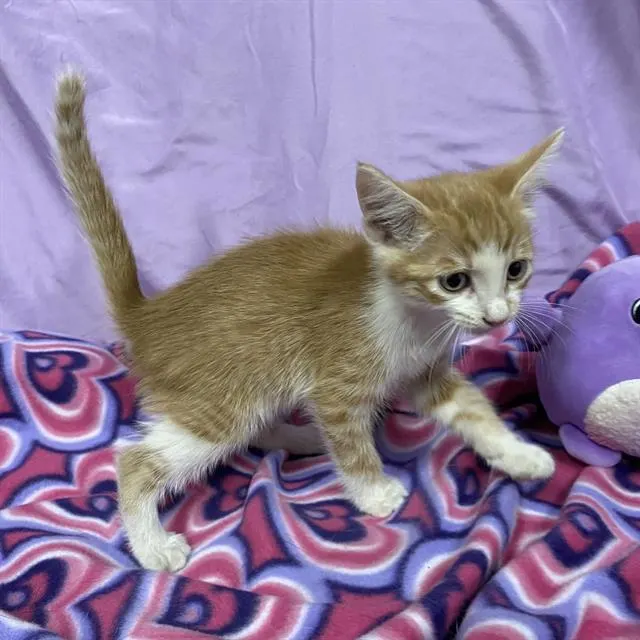 Adoptable Cat