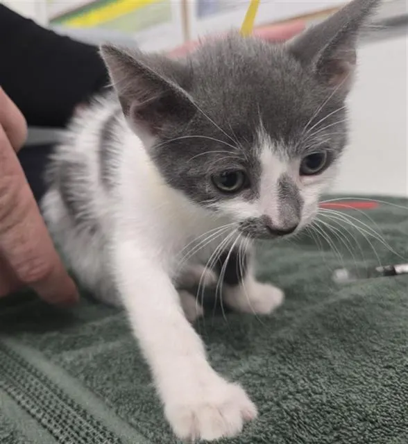 Adoptable Cat