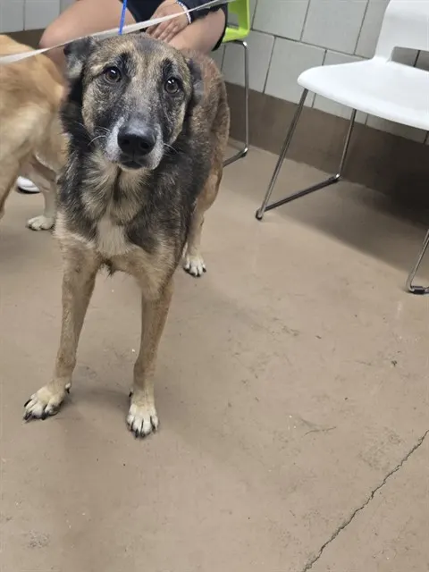Adoptable Dog
