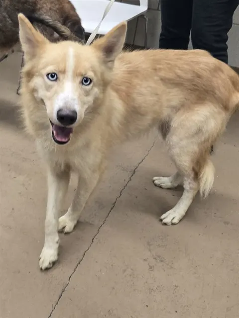 Adoptable Dog
