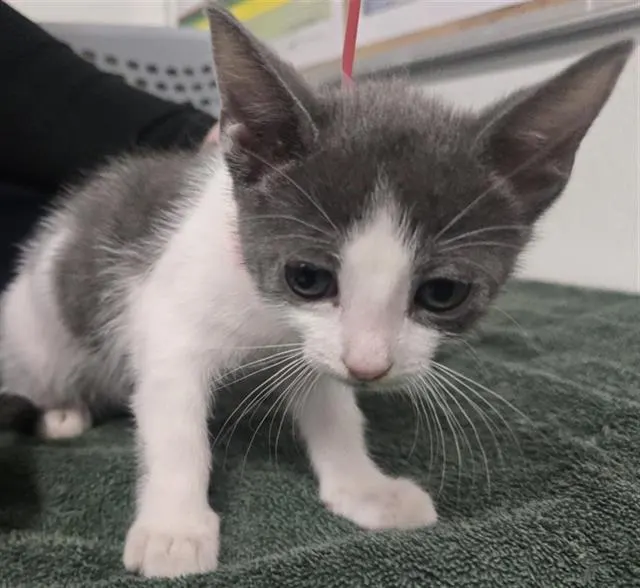 Adoptable Cat